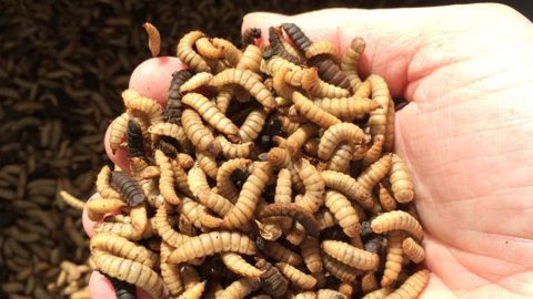 Le projet d’élevage de mouches Hermetia illucens permettrait de produire entre 10 000 et 15 000 t de larves d’insectes par an en Normandie.
